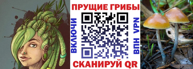 Галлюциногенные грибы Cubensis  Касимов 